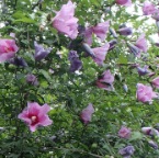 P7040463